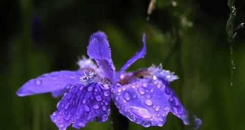 鸢尾兰花语与花卉文化的探索（揭秘鸢尾兰花语的含义）