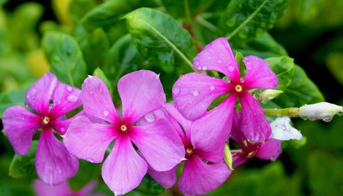 长春花的花语与寓意（揭秘长春花的神秘花语）