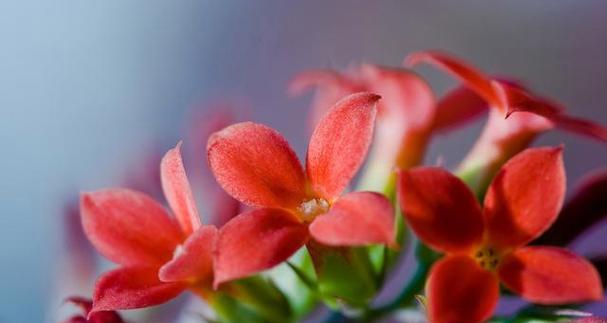 长寿花的花语与寓意——繁荣、幸福与长寿（揭秘长寿花的秘密）