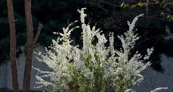 珍珠绣线菊花（花开花落）