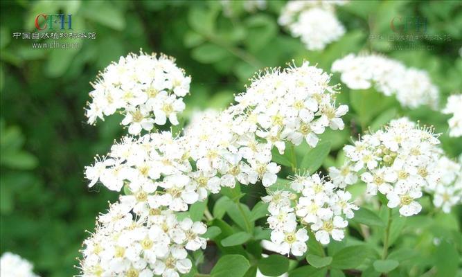 珍珠绣线菊花（花开花落）