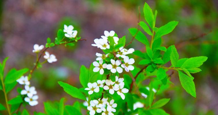 珍珠绣线菊花（花开花落）