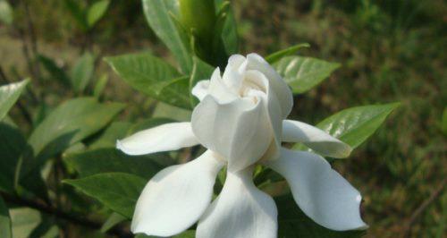 栀子花的花语与寓意——芳香浪漫的花朵传递爱与希望（探寻栀子花的花语及象征意义）