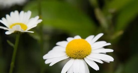 以皱菊的花语——传递爱和坚韧（美丽的花朵背后隐藏的花语与含义）