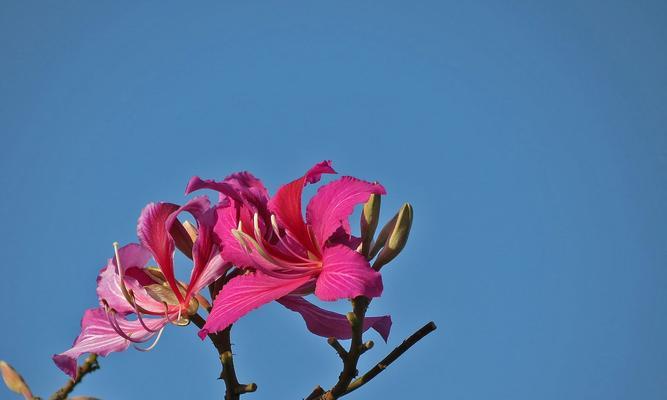 紫荆花的花语与寓意——鲜花中的美好祝福（探索紫荆花的花语和寓意）