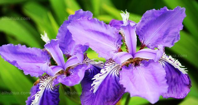 紫色玉兰花的象征与寓意（悠远神秘的紫色花海）