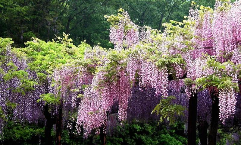 紫藤花的花语和寓意（探寻紫藤花的含义与象征）