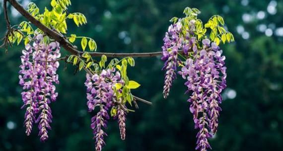 紫藤花花语（探寻紫藤花的花语与含义）