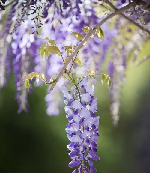 紫藤花花语（探寻紫藤花的花语与含义）