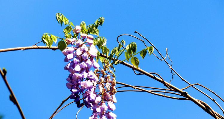 紫藤花的花语与传说——美丽与神秘的象征（紫藤花的花语）