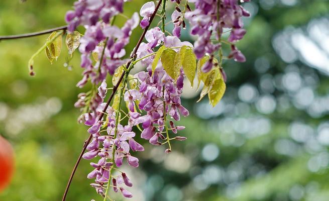 紫藤花的花语与传说——美丽与神秘的象征（紫藤花的花语）