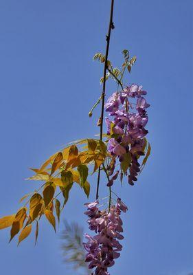 紫藤花的寓意与花语（解读紫藤花的深刻内涵）