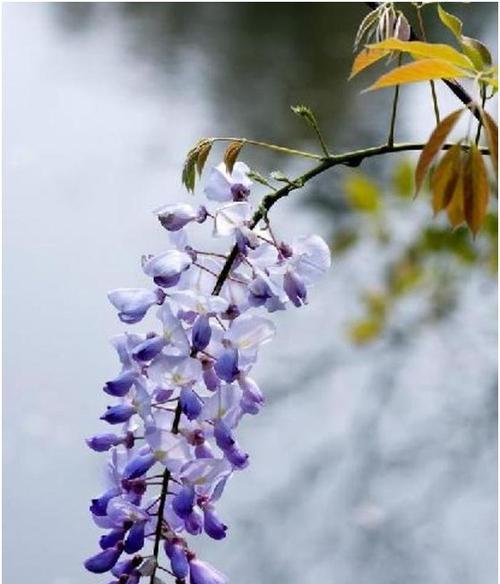 紫藤花的花语与寓意——展现浪漫与繁荣的永恒之美（紫藤花的花语与寓意让你感受自由与温馨的情怀）