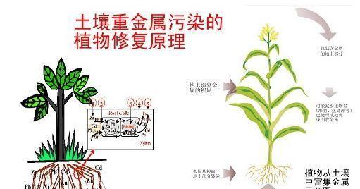 如何配制适宜种植常春藤的土壤（常春藤配土方法详解）