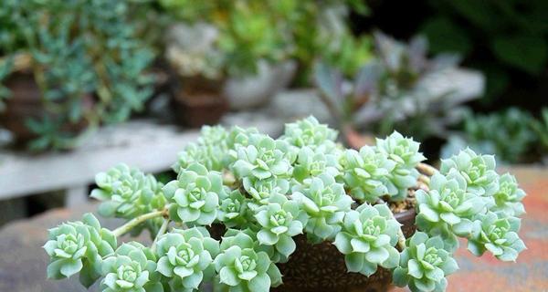 常见的多肉植物详细介绍（学会养护）