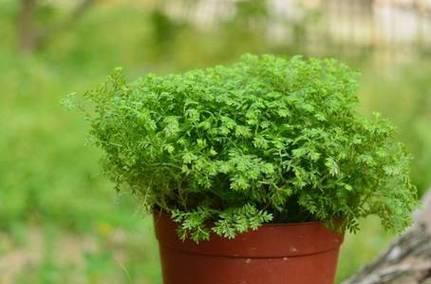 探秘高等植物世界（从生长习性到物种多样性）