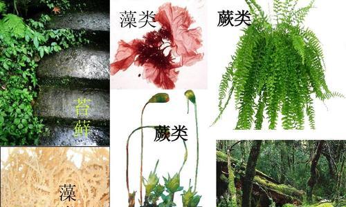 探秘高等植物世界（从生长习性到物种多样性）