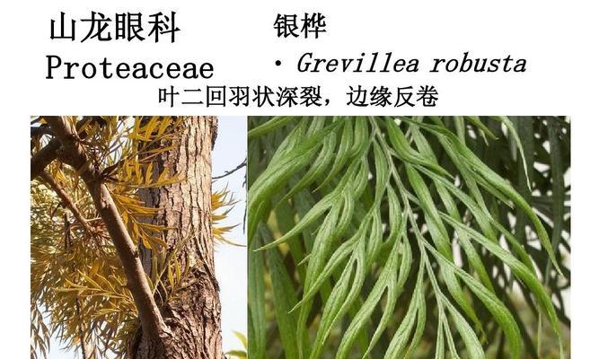 探秘高等植物世界（从生长习性到物种多样性）