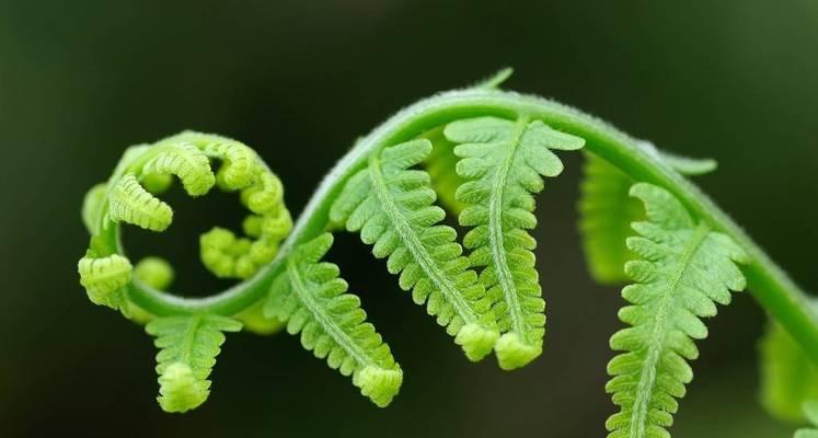 探秘常见的蕨类植物（认识蕨类植物的种类和特点）