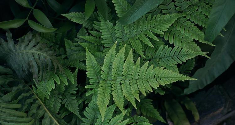 探秘常见的蕨类植物（认识蕨类植物的种类和特点）