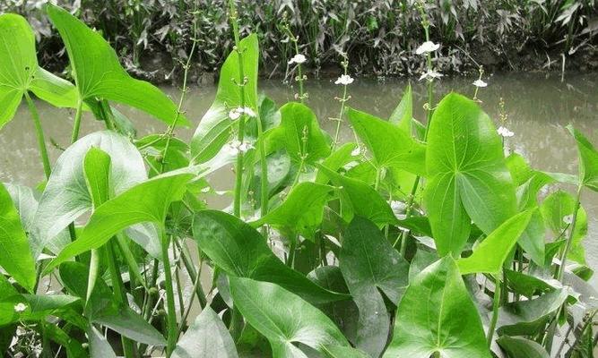 常见水生植物大全（了解水下花园）