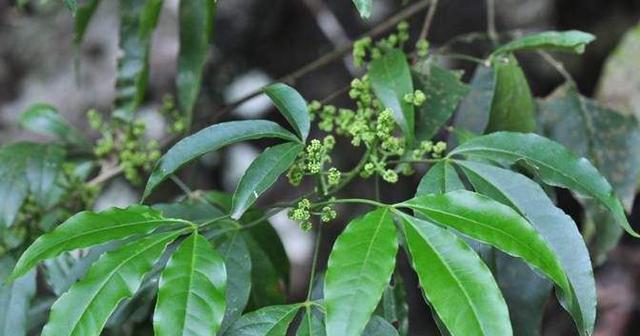 常见芸香科植物详细介绍（了解芸香科）