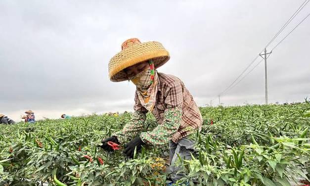 朝天椒采摘时间及注意事项（了解采摘时间）