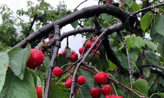 车厘子成熟季节（探讨车厘子成熟期和营养价值）