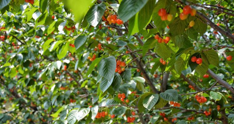 车厘子成熟季节（探讨车厘子成熟期和营养价值）