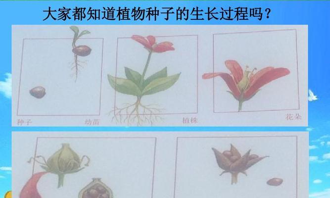 车厘子种子的种植方法（轻松在家种植车厘子）