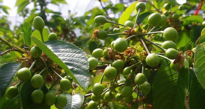 车厘子核种植的可行性（从实验到实践）