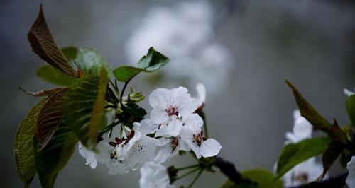 车厘子开花时间及栽培技巧（车厘子开花时间一般在哪个季节）