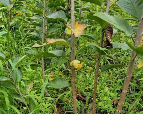 车厘子种植的最佳时间（打造丰收的甜蜜果园）