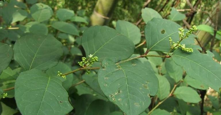 车前草是落叶植物吗（了解车前草的生长特征与分类）