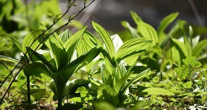 车前草是落叶植物吗（了解车前草的生长特征与分类）