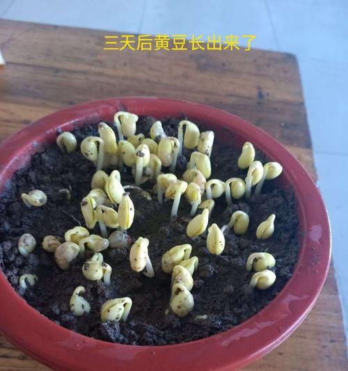 黄豆发芽的过程是怎样的？需要多长时间？