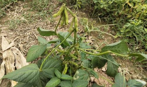 黄豆会开花吗？开花的颜色与样子是什么样的？