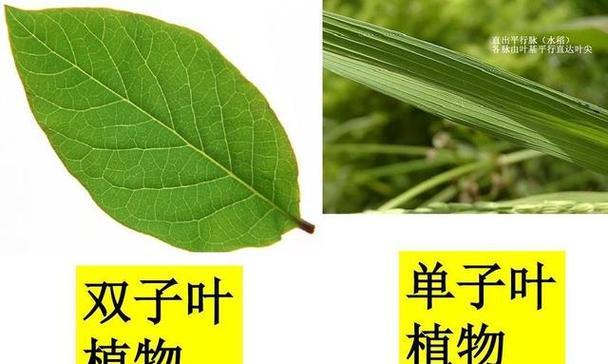 黄豆属于单子叶植物吗？单子叶植物的定义是什么？