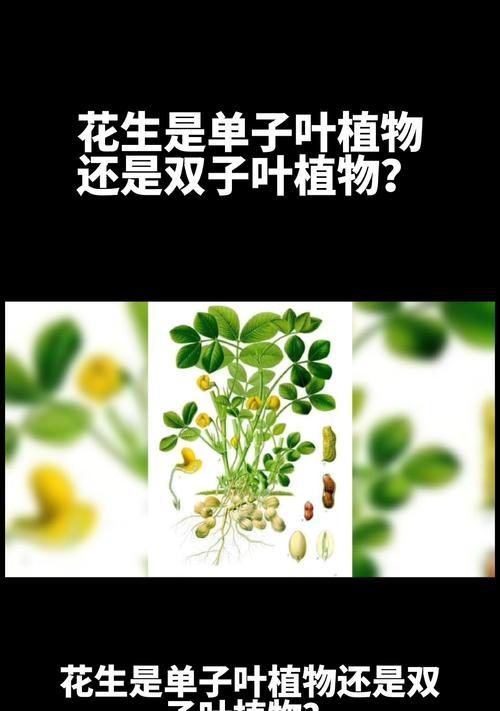 黄豆属于单子叶植物吗？单子叶植物的定义是什么？