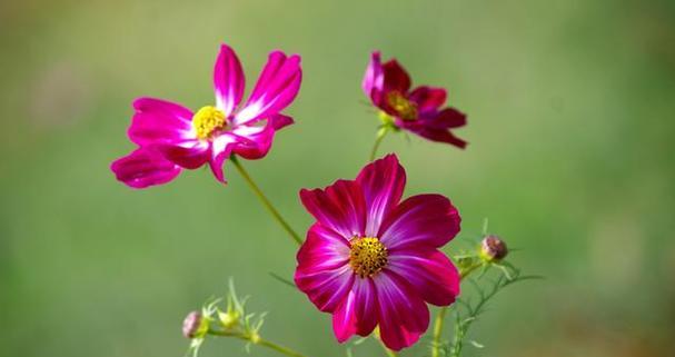 拉萨市花是格桑花吗？格桑花的寓意象征是什么？