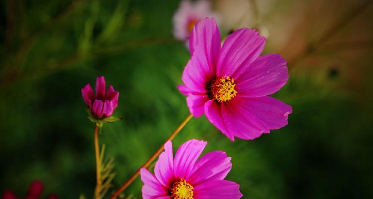 拉萨市花是格桑花吗？格桑花的寓意象征是什么？