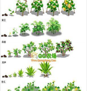 黄豆种植时应该选择阴凉还是阳光充足的地方？