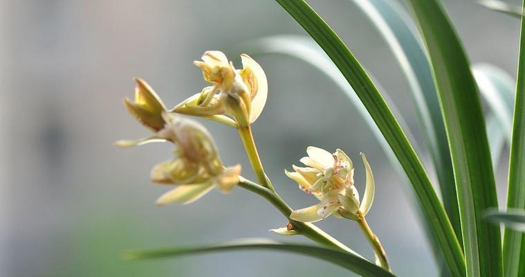 兰花开花预示着什么意思？兰花开花的象征意义有哪些？