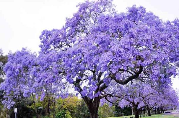 蓝花楹的花语代表什么？蓝花楹寓意有哪些常见问题解答？