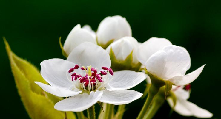 梨花代表的生肖是什么？如何通过梨花了解生肖文化？