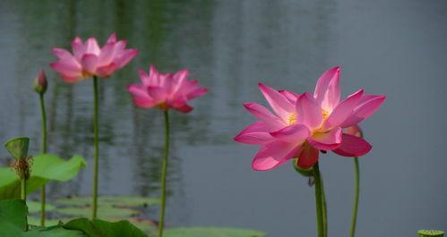 莲花在风水中代表什么？如何利用莲花提升家居风水？