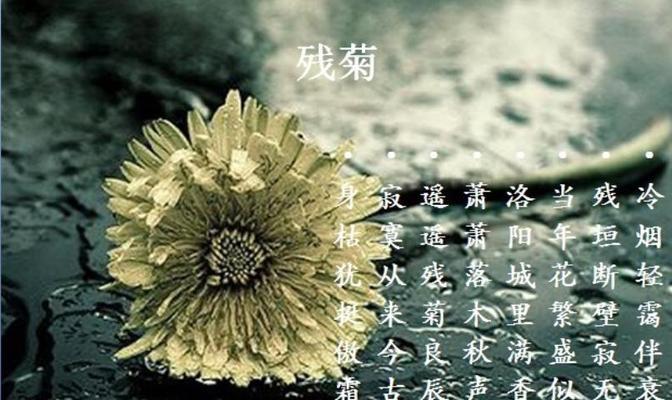 绿菊花代表什么？绿菊花的寓意有哪些？