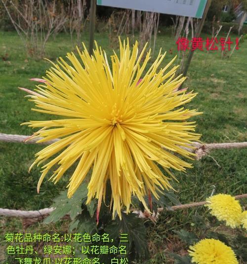 绿菊花代表什么？绿菊花的寓意有哪些？