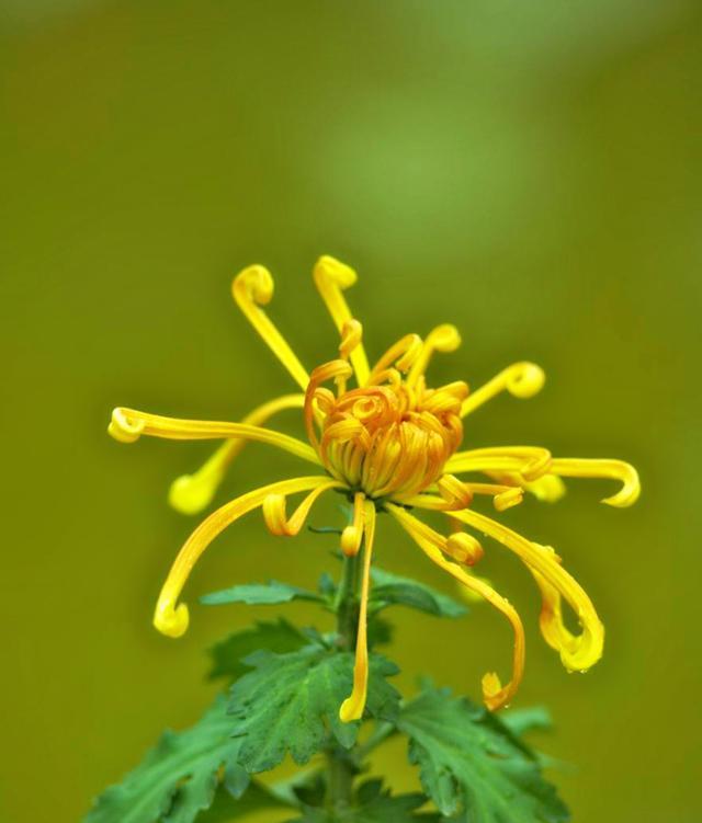 绿色菊花花语是什么意思？如何正确解读绿色菊花的含义？