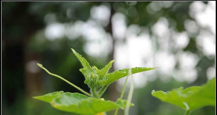 黄瓜是单性花吗？单性花植物的定义和特点是什么？